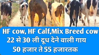 #KHETIGURUJI/22 से 30 लिटर दूध देने वाली गाय 50से 55हजार तक/HF Cow For Sale/HF Calf For Sale.