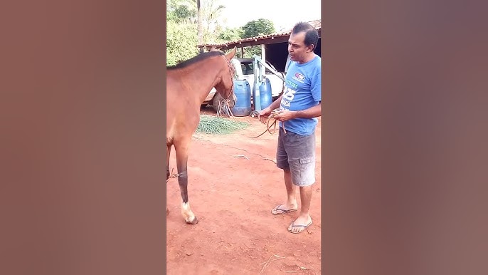 Pônei pular cordas pulando, pular corda, cavalo, diversos