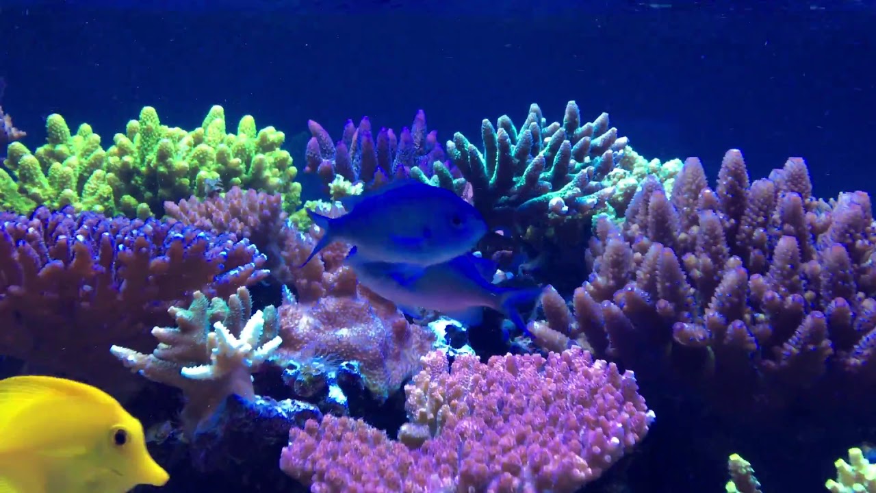 SPS Shallow Reef Tank 02/2017 - YouTube