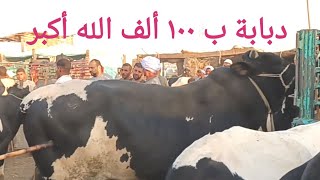 اسعار عجول اللحم بسوق السبت اليوم ١٩/ ٨/ ٢٠٢٣م