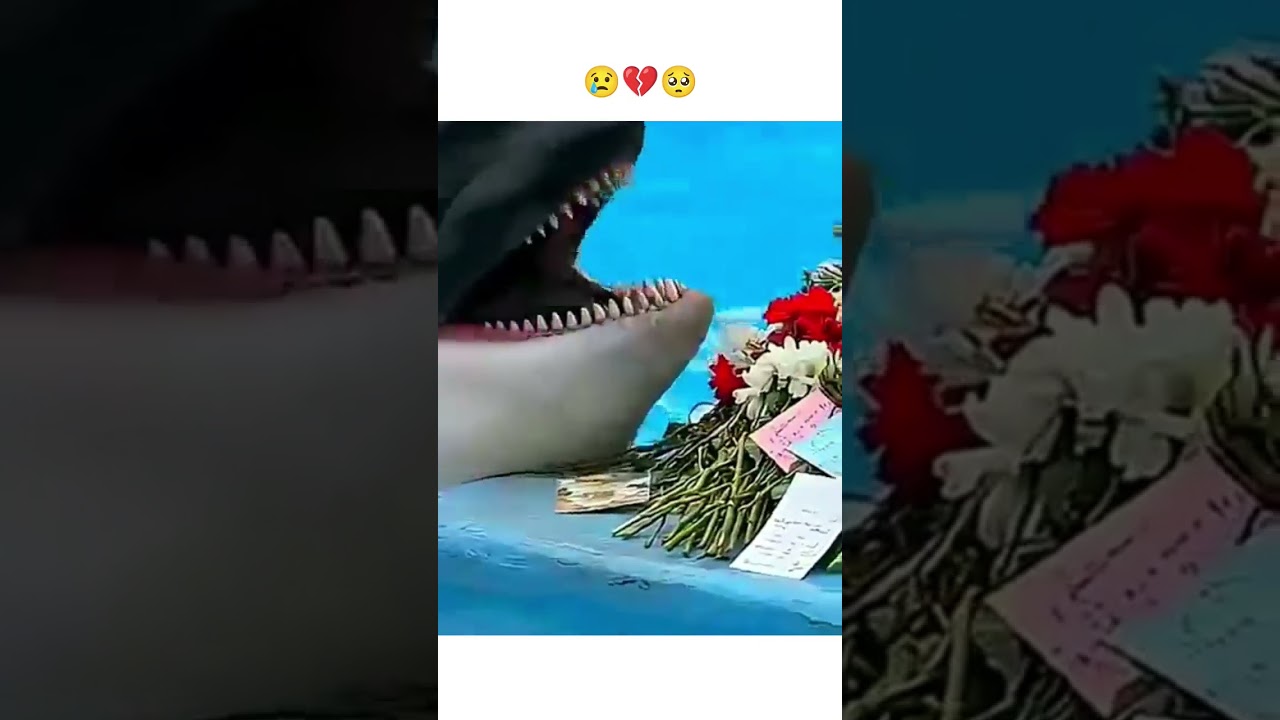 Jessica the Dolphin’s Most Heartbreaking Moment 🐬💔 | Must Watch Rescue