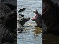 Hippo vs Crocodile: The Most Intense River Battle Ever! widelife documentary 4k
