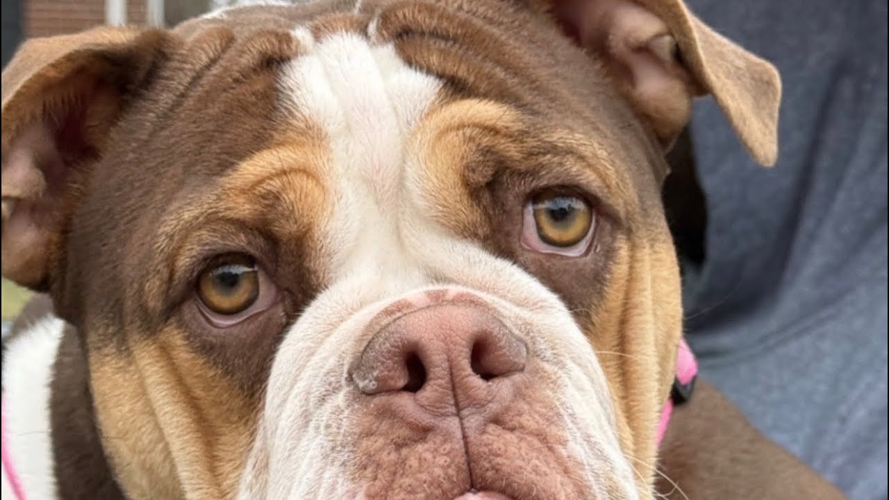 America’s Favorite Pet 2026 Competition 