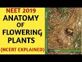 NCERT/Chapter 6/Anatomy of Flowering Plants/Class 11/Quick Revision Series/NEET/AIIMS/Biology