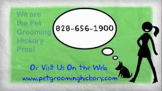 Pet Grooming Hickory NC | 828-656-1900
