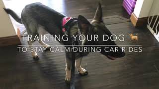 How to Train Dog to Stay Calm During Car Rides