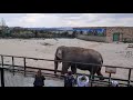 Олег Зубков: про заплыв со слонами