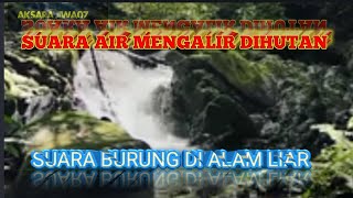 Download Lagu suara air mengalir dan suara burung berkicau di alam liar MP3