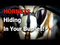 Bald Faced Hornets HIDING in a Bush! | Wasp Nest Removals | Yellow Jackets