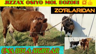 6 сентябр OSIYO MOL BOZORI ENA BOLA SIGIRLAR NARXI 