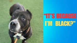 Meet the Happiest Goofiest Hippo Pitbull Dog Nobody Wants