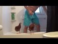 Too chicken for cold showers