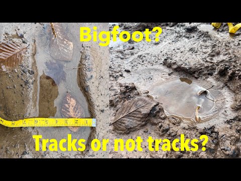 Bigfoot Hike. Did I Find Tracks! Braxton County WV