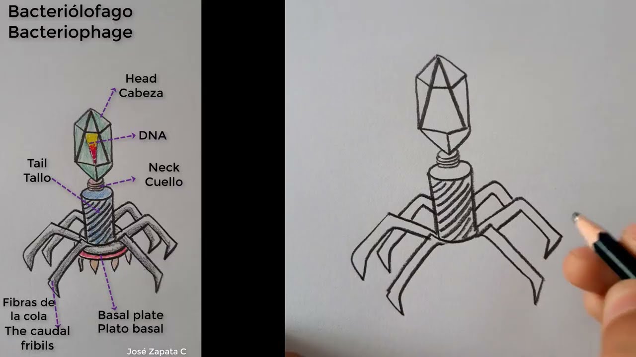 Comment dessiner un bactériophage et ses parties