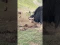 거대한 뿔과 풍성한 털…🐂⛰️💢 고원의 제왕 야크 의대결순간! Massive horns and a thick coat… the mighty yak’s showdown moment!
