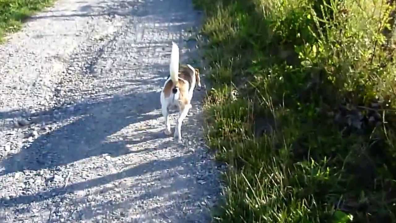 Gerne Hund mit Jagdtrieb! Aufmerksamkeit ist alles! YouTube