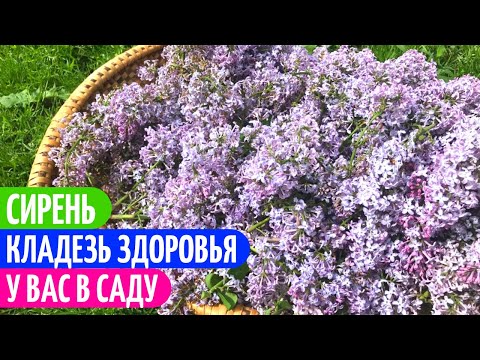 Видео: Печени картофени цветя под кора на сирене