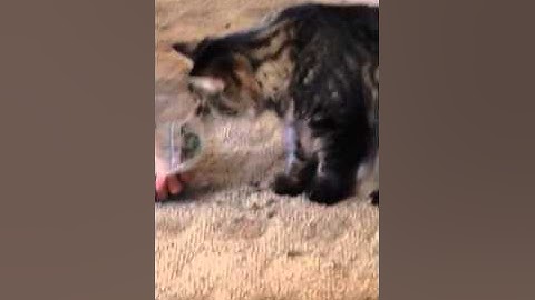 Cat needs catnip intervention