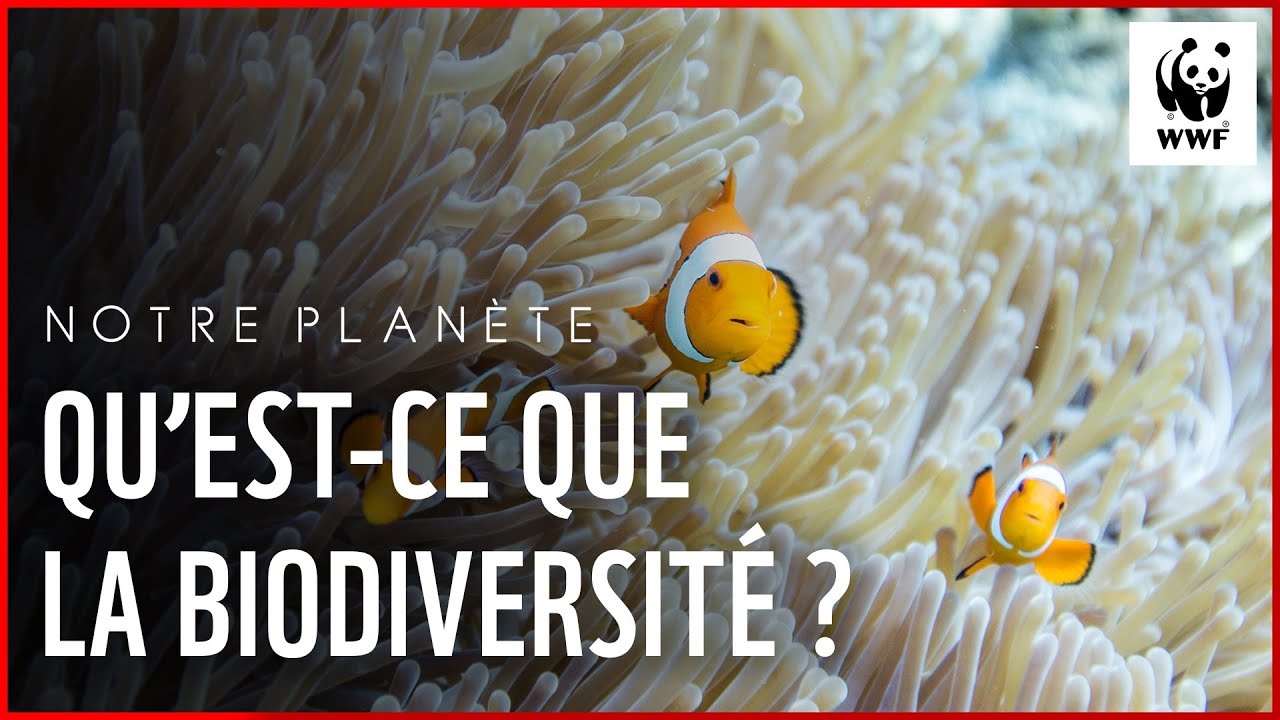 Notre Plan te Qu est ce Que La Biodiversit YouTube notre-plan-te-qu-est-ce-que-la-biodiversit-youtube