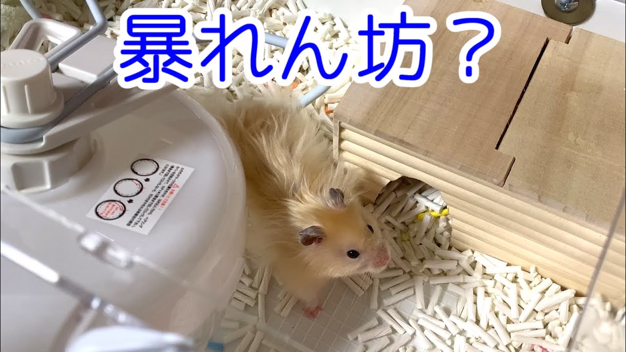 発泡スチロールの柔らかさに気付いたこんちゃん ハムスター Youtube