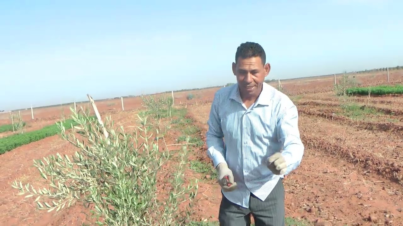 تدهور نمو شتلات أشجار الزيتون من جراء استعمال الدعامات