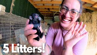Cooking Goat, Counting Kits & Getting a Handle on The Weeds!  | Homestead Life VLOG