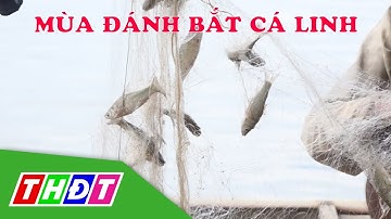 Trúng đậm mùa đánh bắt cá linh | THDT