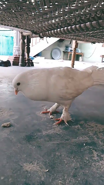 pigeon 🐦 Play with me #pigeon #birds #happy #happiness #play