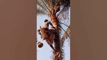 Extracting the sap from palm trees.খেজুর গাছের রস বের করা হচ্ছে #shortsviral.#Shorts #lusciousfood .
