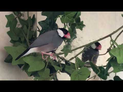 Java finch 2023 - Sleepy