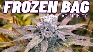 Seed To Harvest - Robin Hood Seeds Frozen Bag | AC Infinity IONFRAME EVO6