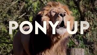 Donny McCaslin - Pony Up (Official Music Video)