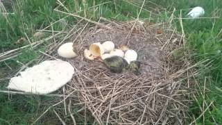 Newborn Canadian Geese abandoned