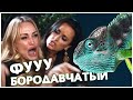Бородавчатый или крокодиловый хамелеон 🦎 Содержание, уход и условия | Отличия от Пантерового
