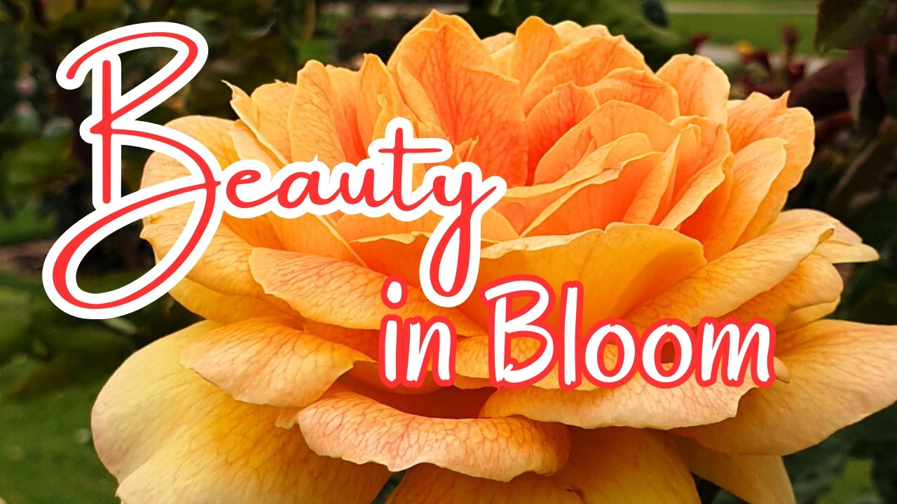 A Virtual Walk through the Beautiful Garden Rose| Relaxing Background Music- ASMR