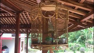 SUARA PERKUTUT SATRIO PINAYUNGAN BEDAH JOGLO PART2 #kendang