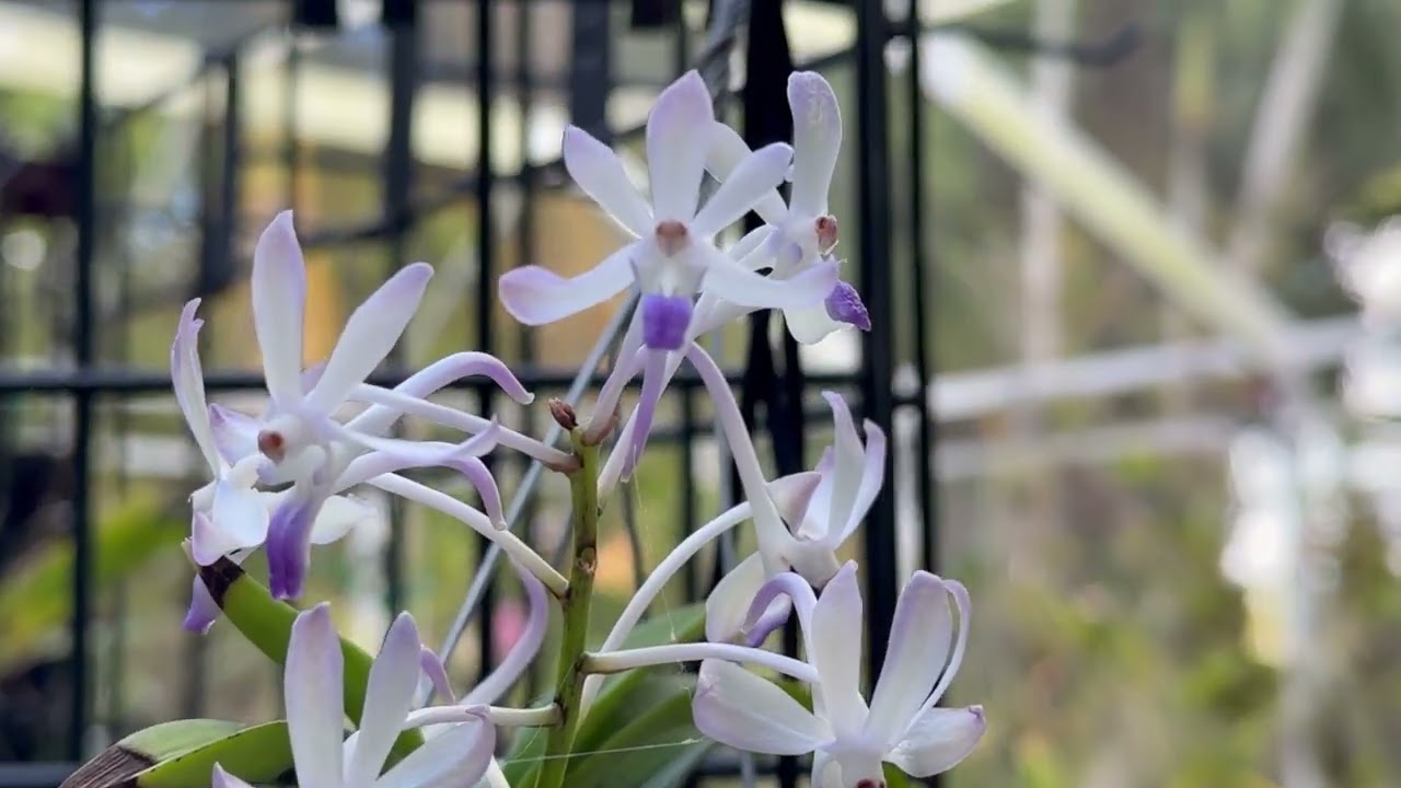 White Light and Dark Purple Orchid. 