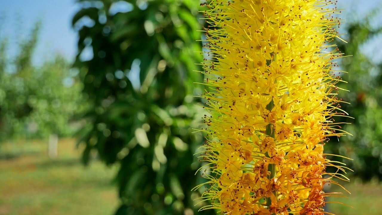 Beautiful Yellow Flower, Yellow Plant, Garden, Nature, Background video, HD, VJ Loop, Video Footage
