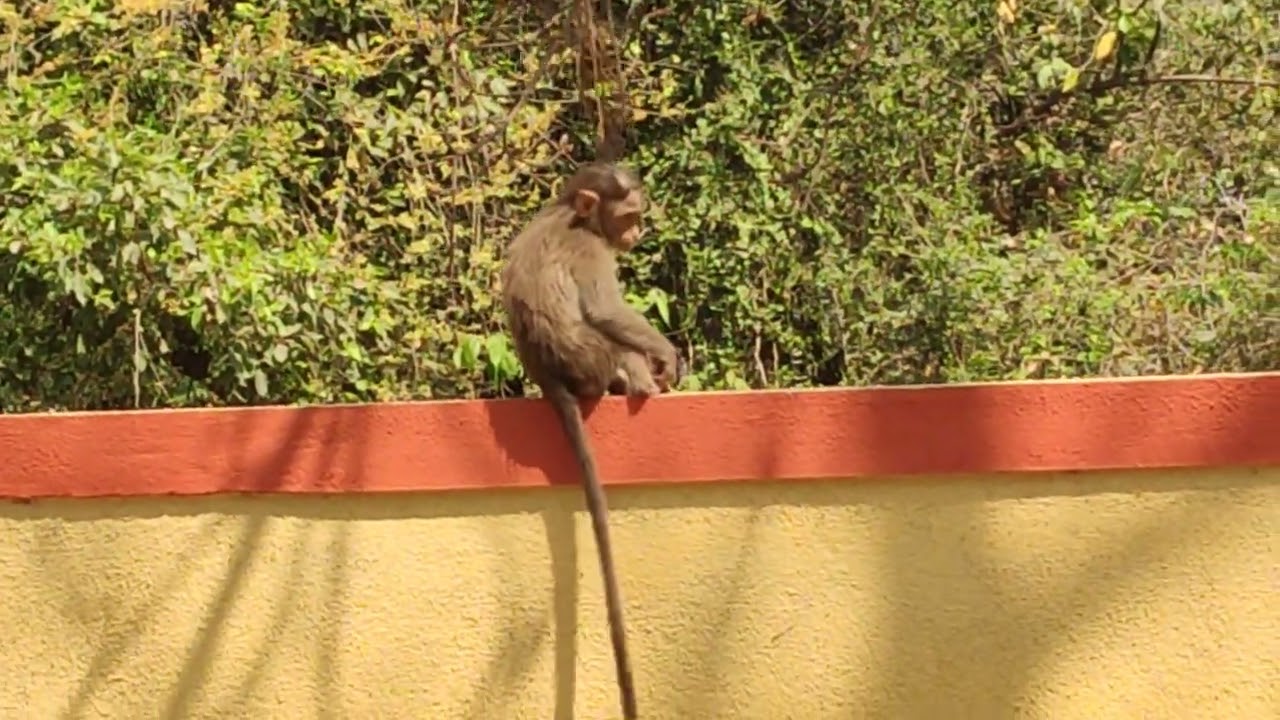 monkey happy Play, with parent