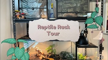 FULL TOUR of my reptile rack!