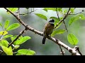 Scaly-breasted bulbul (Ixodia squamata)