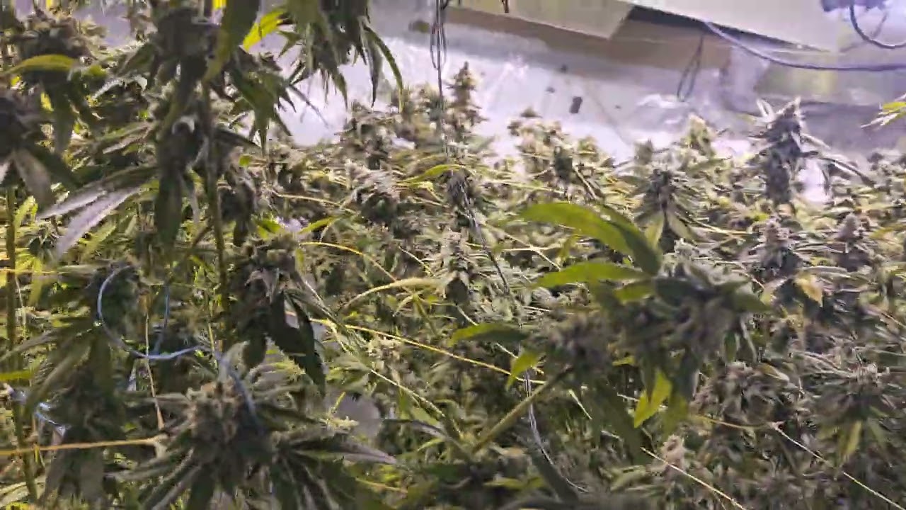 Day 57 Flower/Day 85 Veg - Garlic Icing and London Pound Cake updates