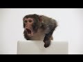 Monkey vs macbook  kano computing