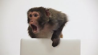 Monkey vs. Macbook | Kano Computing