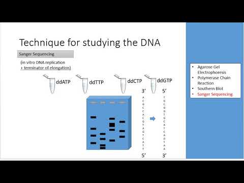 วีดีโอ: การจัดลำดับ DNA ของ Sanger ทำงานอย่างไร