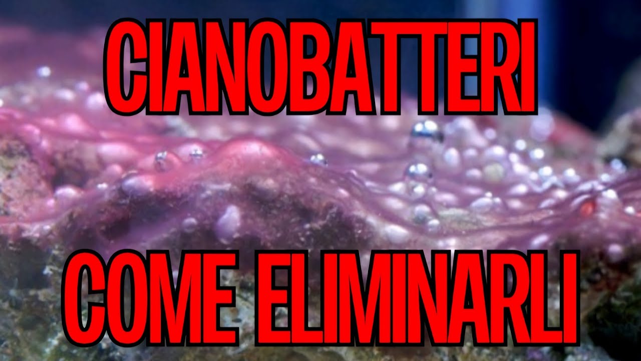 Cianobatteri - Cosa sono i cianobatteri? Come eliminare i cianobatteri ...