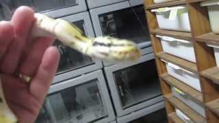 Brian Gundy's Love Hate Relationship With Spider Ball Pythons Wealth