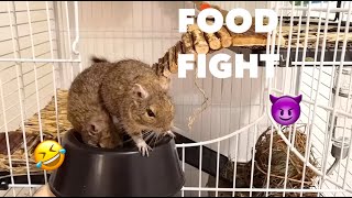 FUNNY DEGU to watch with audio😂