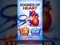 Sounds of the Heart: Lub &amp; Dub 🫀 #heartsounds #cardiaccycle #biologyfacts #neetpreparation #neet