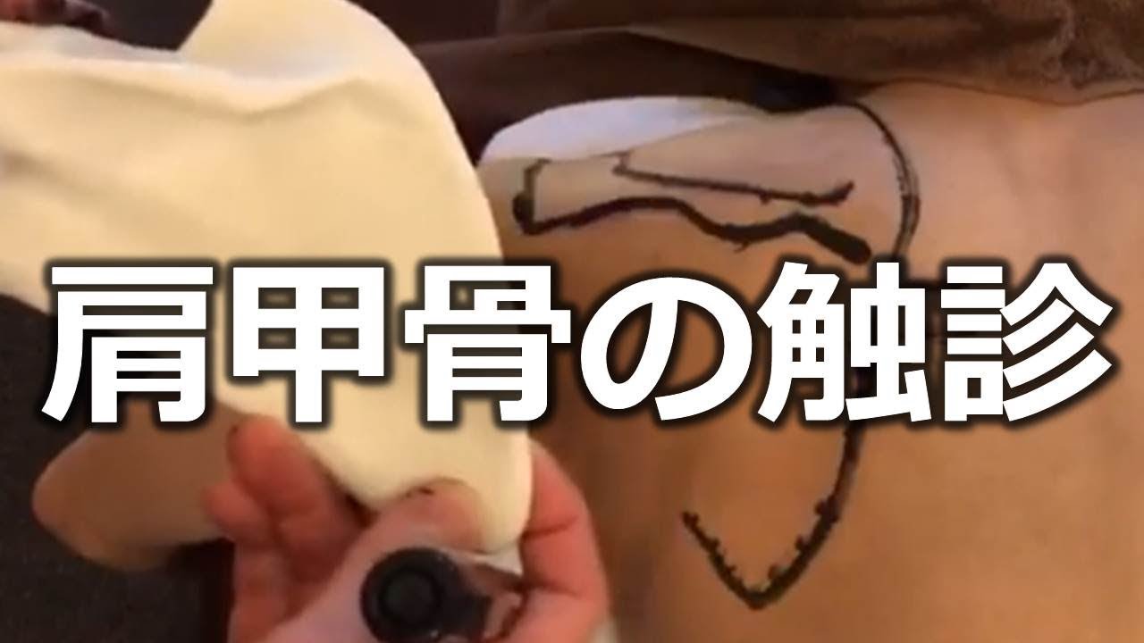 【肩甲骨の触診方法】理学療法士が実践しているリハビリ技術を高める為の練習法【ライブ】【長野市の整体Zen繕】